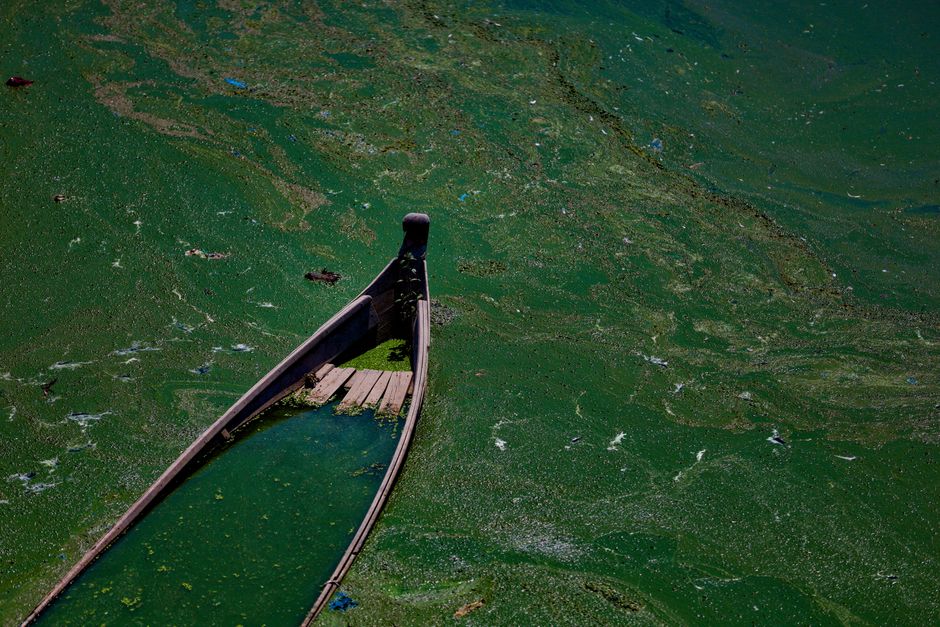 Algae Bloom Lake — illustrative photo